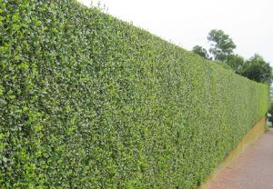 hedge-cutting-maintenance-wandsworth